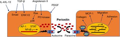 Periostin and Discoidin Domain Receptor 1: New Biomarkers or Targets for Therapy of Renal Disease